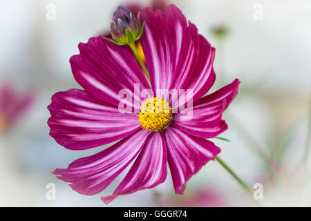 Dunkel rosa Cosmos Blume mit hellem Hintergrund Stockfoto