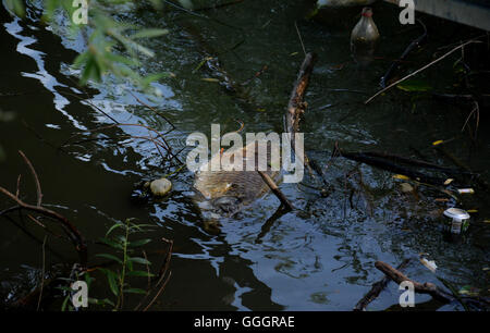 Tote Fische schwammen im dunklen Wasser, Wasserverschmutzung Stockfoto