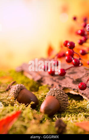 Ein Herbst Natur Stillleben in helles Licht mit Textfreiraum. Stockfoto