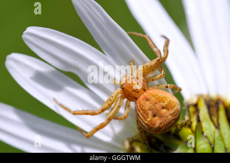 Makroaufnahme einer Krabbenspinne (Misumena Vatia) auf Blütenblatt Daisy Blume auf blauen Himmelshintergrund Stockfoto