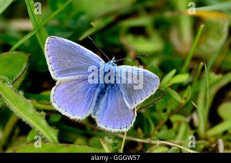 Männliche gemeinsame blaue Schmetterling in Ruhe UK Stockfoto