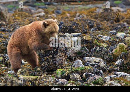 Zoologie/Tiere, Säugetier/Säugetiere (Mammalia), Weibliche Küsten Grizzly Bär auf der Suche nach Essen bei Ebbe, drehen Felsen auf der Suche nach Krabben auf dem Festland British Columbia, Kanada, Menschen, No-Exclusive - Verwenden Sie Stockfoto