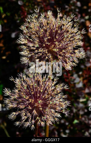 Allium Globemaster Saatgut Kopf Stockfoto