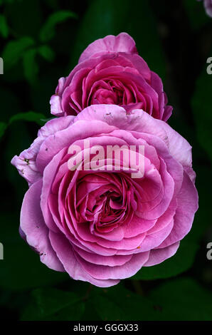 Rosa 'Gertrude Jekyll' Stockfoto