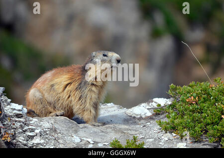 Alpine Murmeltier (Marmota Marmota) auf Felsen, in den französischen Alpen, Savoie-Abteilung bei La Plagne Stockfoto