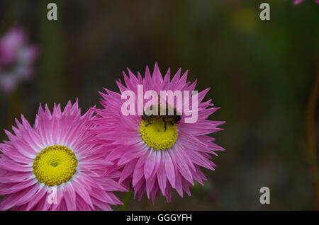 Rosa ewige Wildblumen mit einer Biene auf der Blume. Stockfoto