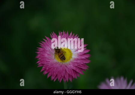 Biene auf ein rosa ewige Gänseblümchen in freier Wildbahn zu sitzen. Stockfoto