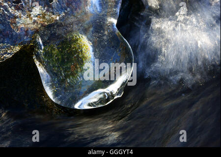 Moos, eingefroren im Eis am Bach Ufer, Grimselpass, Berner Alpen, Schweiz Stockfoto