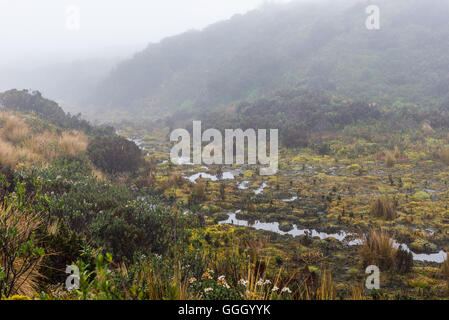 Bunte Vegetation des Paramo Feuchtgebiete in den hohen Anden. Naturschutzgebiet Cayambe-Coca. Ecuador, Südamerika. Stockfoto