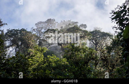 Baumriesen im tropischen Wolke Wald der Anden. Ecuador, Südamerika. Stockfoto