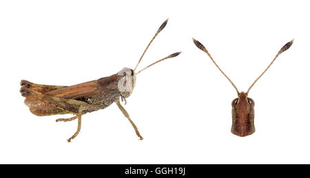 Rufous Grasshopper - Gomphocerippus rufus Stockfoto