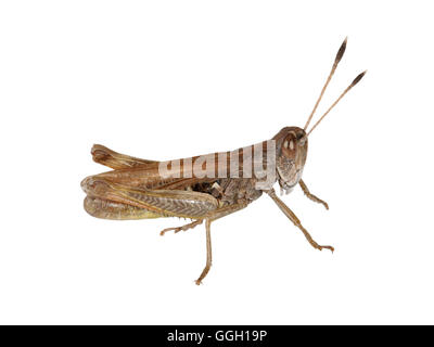 Rufous Grasshopper - Gomphocerippus rufus Stockfoto