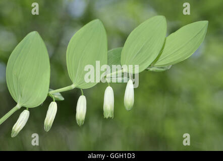 Eckige Salomonssiegel - Polygonatum odoratum Stockfoto