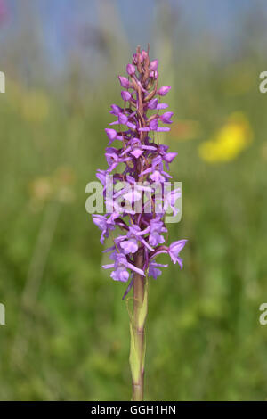 Kreide Fragrant-Orchidee - Gymnadenia conopsea Stockfoto