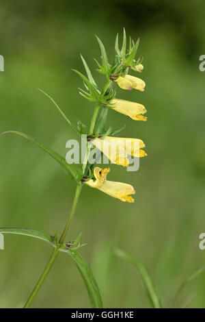 Kuh-Weichweizen - Melampyrum pratense Stockfoto