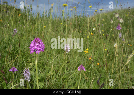 Pyramidale Orchidee - Anacamptis pyramidalis Stockfoto