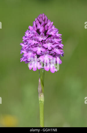 Pyramidale Orchidee - Anacamptis pyramidalis Stockfoto