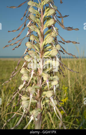 Lizard Orchid - Himantoglossum hircinum Stockfoto