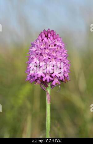 Pyramidale Orchidee - Anacamptis pyramidalis Stockfoto