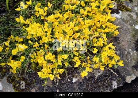 Hairy Greenweed - Genista pilosa Stockfoto