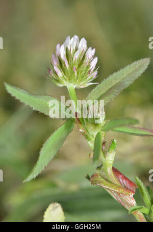 Aufrechte Klee - Trifolium strictum Stockfoto