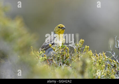 Cinereous Bunting - Emberiza cineracea Stockfoto