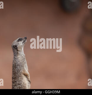 Erdmännchen Bwown süße kuschelige Meercat safari Stockfoto