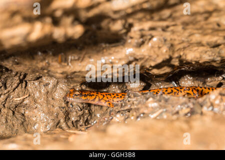 Salamander - Eurycea Lucifuga Höhle Stockfoto