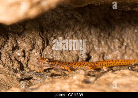 Salamander - Eurycea Lucifuga Höhle Stockfoto