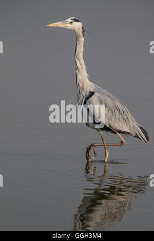 Graureiher zu Fuß in Wasser Stockfoto