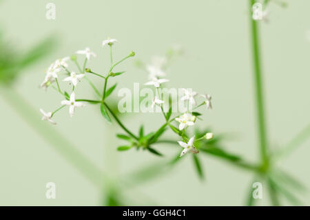 Galium Album Blumen auf grünem Hintergrund, Nahaufnahme Stockfoto