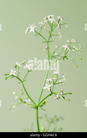 Galium Album Blumen auf grünem Hintergrund, Nahaufnahme Stockfoto