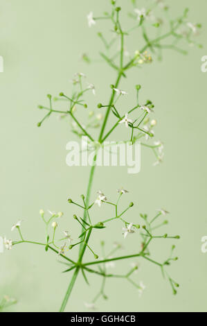 Galium Album Blumen auf grünem Hintergrund, Nahaufnahme Stockfoto