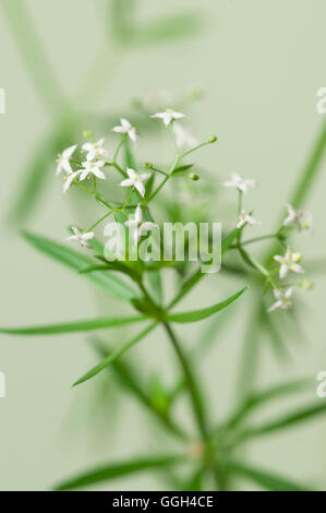 Galium Album Blumen auf grünem Hintergrund, Nahaufnahme Stockfoto