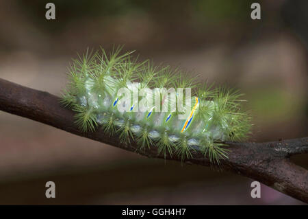 Slug Falter Raupe, Indonesien. Die Limacodidae oder Euclidae sind eine Familie der Motten in der Superfamilie Zygaenoidea oder die Cossoi Stockfoto