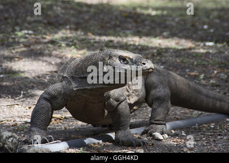 Komodo-Waran oder Monitor, Indonesien. Große Arten von Eidechsen in den indonesischen Inseln Komodo, Rinca, Flores, Gili Mota gefunden Stockfoto