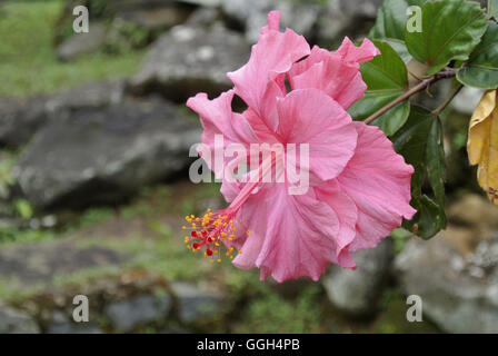 Hibiskus Blumen Malve-Familie, Malvaceae, Indonesien. Die Gattung ist recht groß, mit mehreren hundert Arten, die nativ Stockfoto