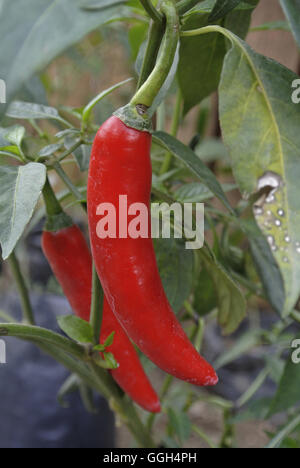 Rote Chilis Pflanze, Indonesien. Die Chilischote ist die Frucht der Pflanzen der Gattung Capsicum, Mitglieder der Familie der Nachtschattengewächse Stockfoto