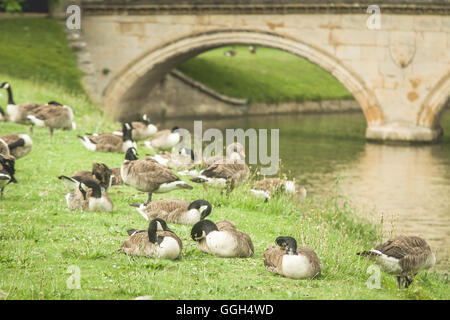 Cambridge-Blick auf den Fluss und die Enten, die Spaß an einem sonnigen Tag Stockfoto