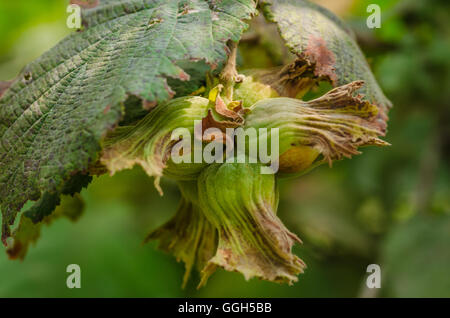 Hazel Haselnuss Baum mit Haselnüssen auf dem Ast Stockfoto