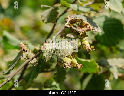 Hazel Haselnuss Baum mit Haselnüssen auf dem Ast Stockfoto