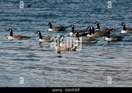 Kanadagänse Schwimmen im Mavora Untersee im Südwesten New Zealand World Heritage Area in den südlichen Alpen. Stockfoto