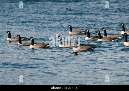 Kanadagänse Schwimmen im Mavora Untersee im Südwesten New Zealand World Heritage Area in den südlichen Alpen. Stockfoto