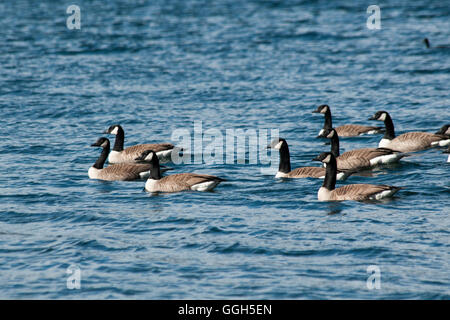 Kanadagänse Schwimmen im Mavora Untersee im Südwesten New Zealand World Heritage Area in den südlichen Alpen. Stockfoto