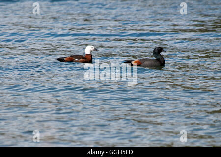 Paradies Brandgans oder Tadorna Variegata ist eine endemische Ente Neuseelands, Leben in Paaren weit verbreitet im ganzen Land. Stockfoto