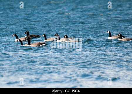 Kanadagänse Schwimmen im Mavora Untersee im Südwesten New Zealand World Heritage Area in den südlichen Alpen. Stockfoto