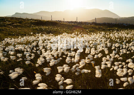 Bereich von Wollgras und den Sonnenuntergang hinter Sliabh Liag im Co. Donegal Stockfoto