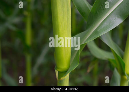 Nahaufnahme von einem Zea Mays Mais Stiel und Blatt vor einem verschwommenen Maisfeld nach Regenfällen mit einem Tropfen am Stiel Stockfoto