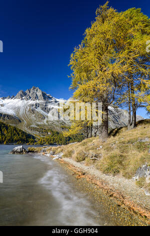 Goldene Lärchen entlang der Ufer der Silsersee mit Piz Lagrev (3164 m), Engadin, Graubünden, Schweiz Stockfoto