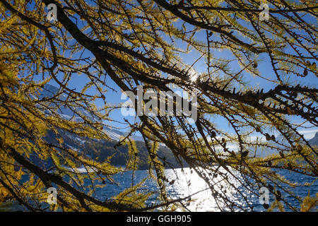 Goldene Lärchen entlang der Ufer des Sees Sils, Engadin, Graubünden, Schweiz Stockfoto